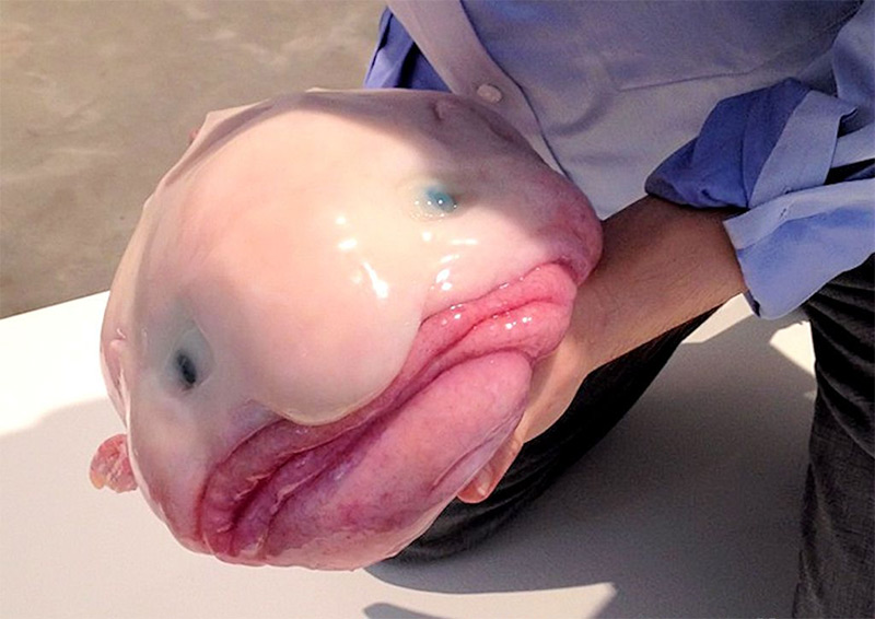 Move over blobfish, the fangtooth is scarier 