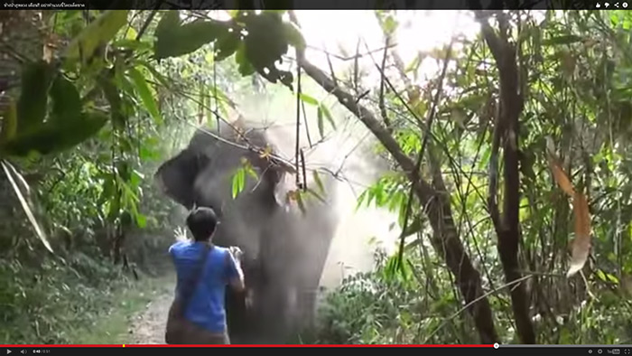 Watch What Happens When a Tourist Tries to Follow an Elephant in the Forest!