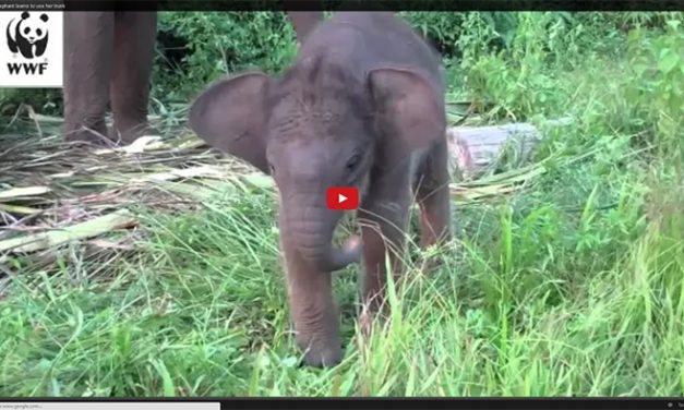 Baby Elephant Learns to Use His Trunk for the First Time