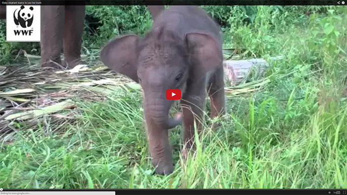 Baby Elephant Learns to Use His Trunk for the First Time