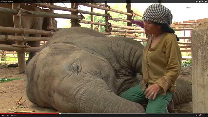 Lady Sings Elephant to Sleep with Lullaby