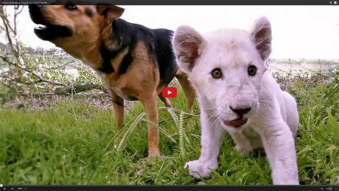 This Lion and Dog are Best Friends!