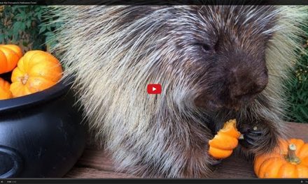 Cute Porcupine Eats a Pumpkin Feast