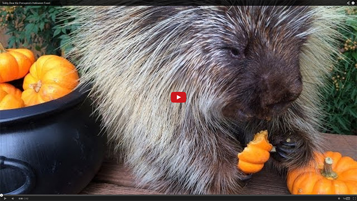 Cute Porcupine Eats a Pumpkin Feast