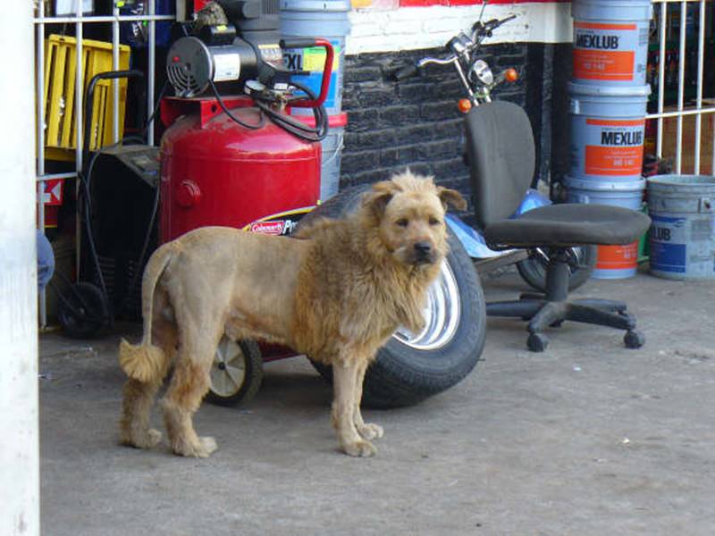 Dog_Lion