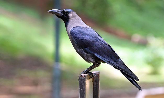 Study Shows the Amazing Intelligence of Crows