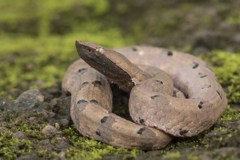 Dangerous Snakes Of India
