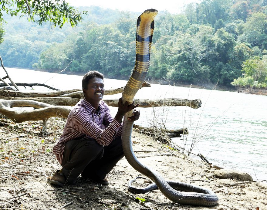 Dangerous Snakes of India