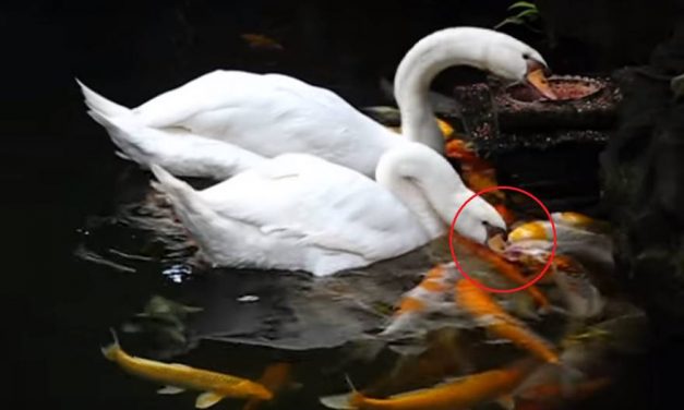 Swans Show Compassion on Fish