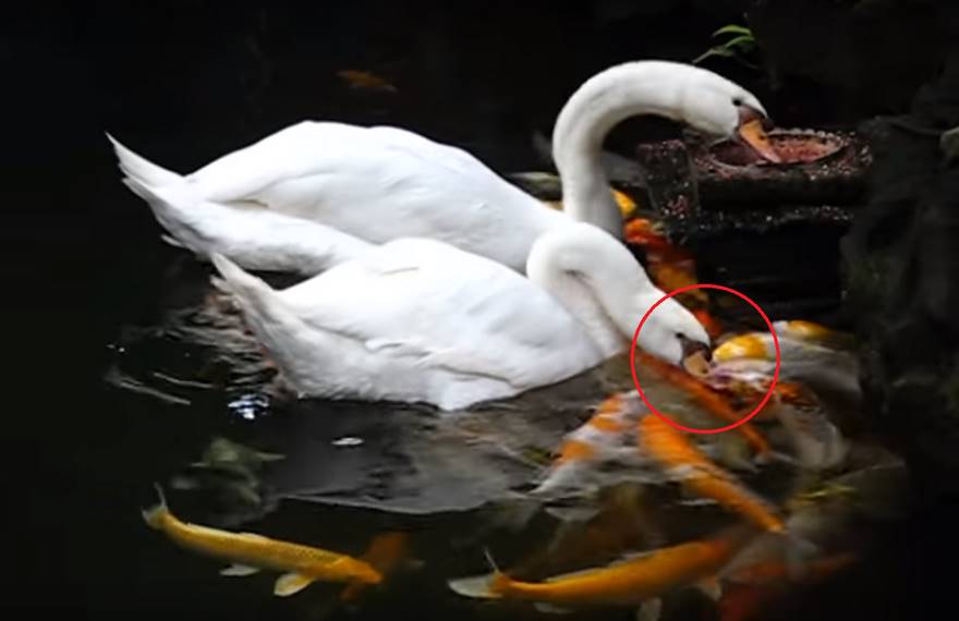 Swans Show Compassion on Fish